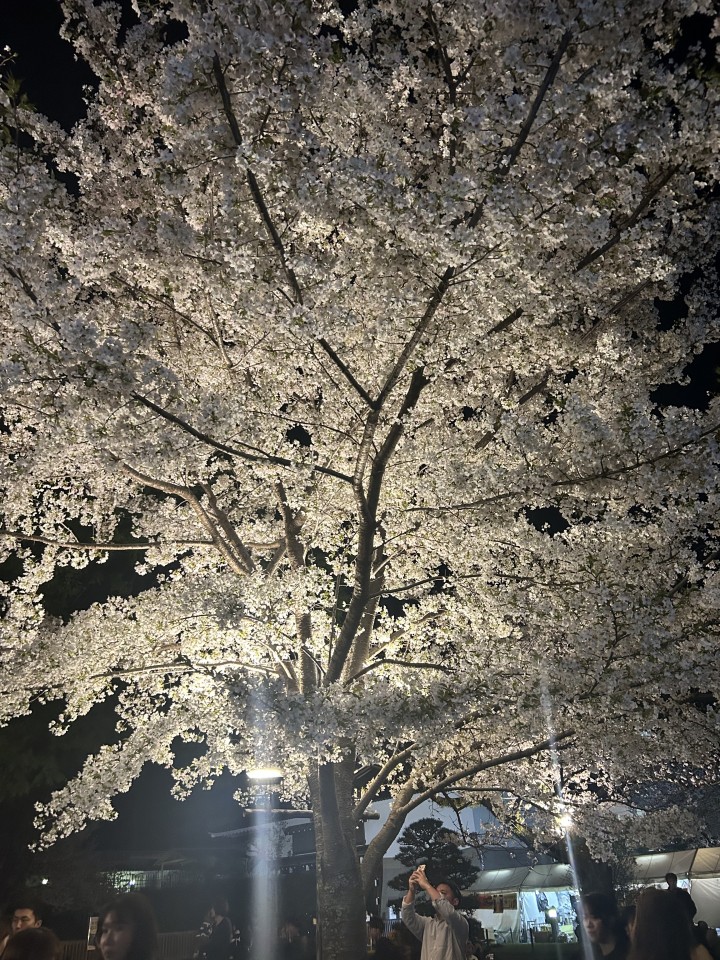 アップロード画像