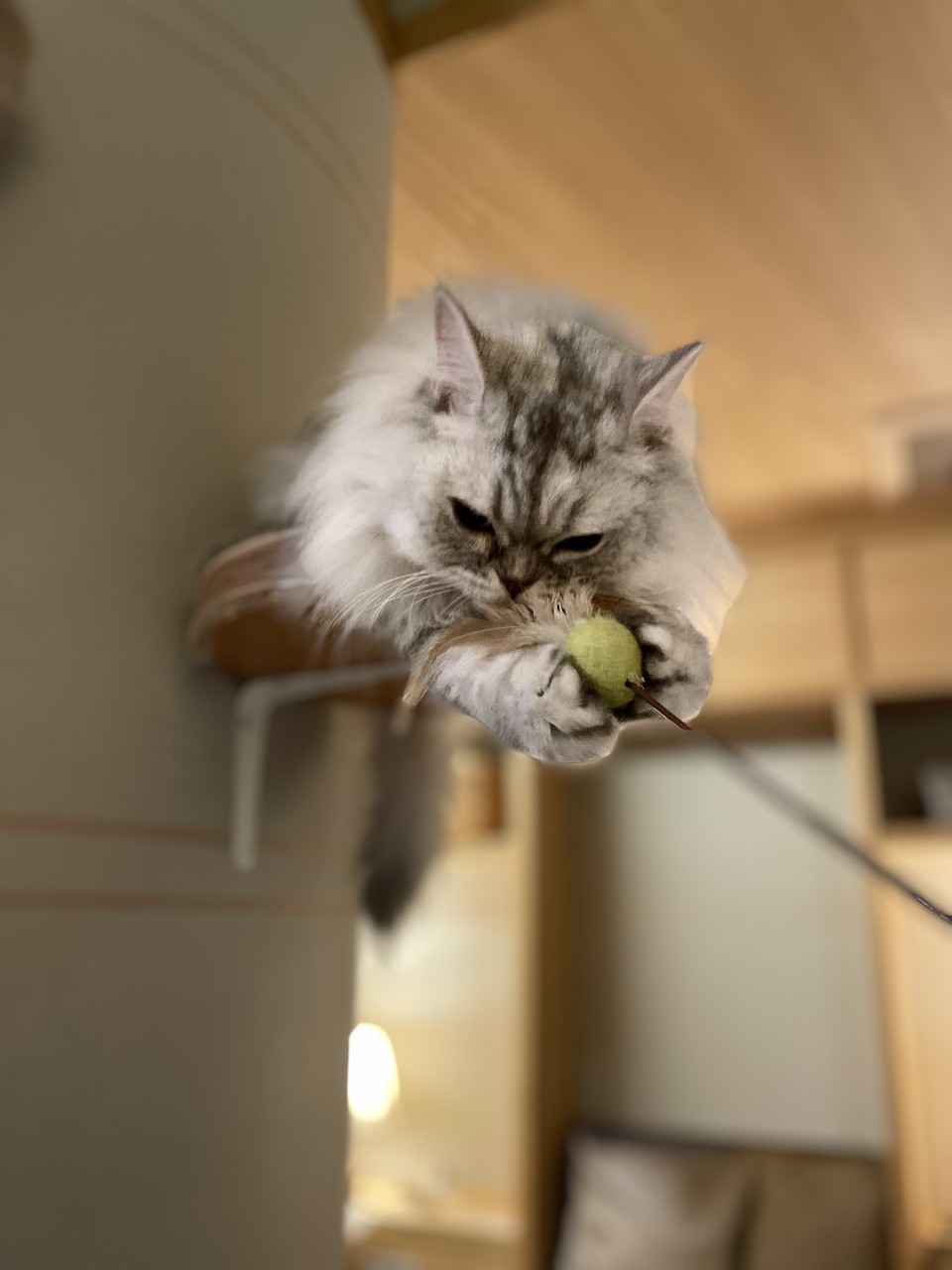 アップロード画像