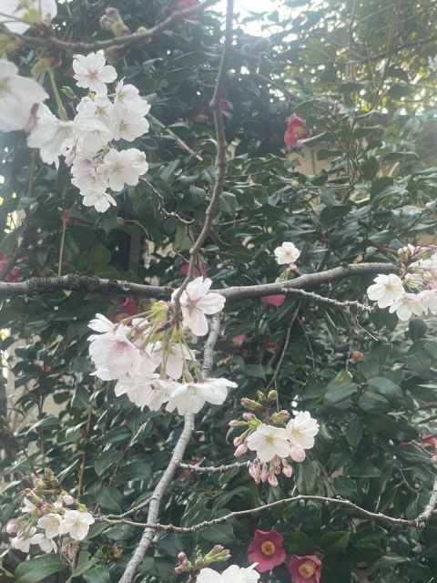 写メ