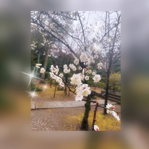 写メ