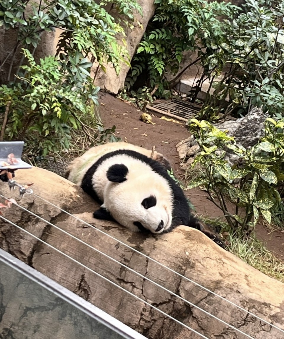 アップロード画像