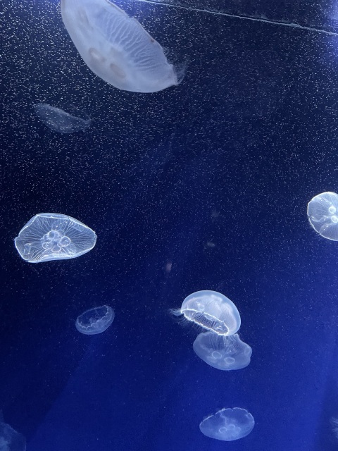 写メ