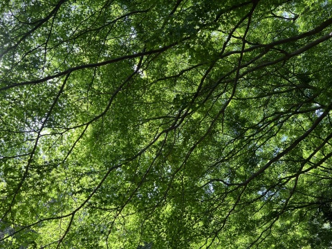 写メ