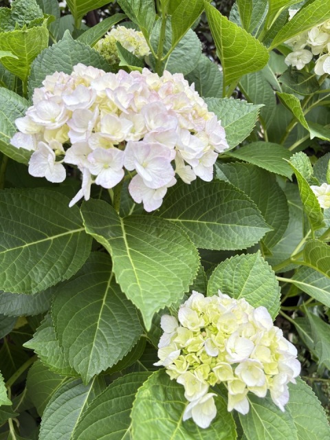 写メ