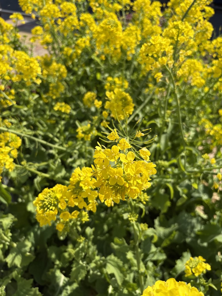 アップロード画像