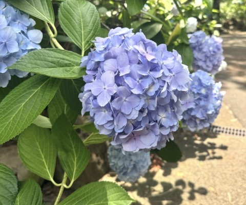 写メ