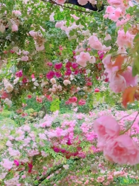 写メ