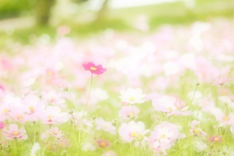 写メ