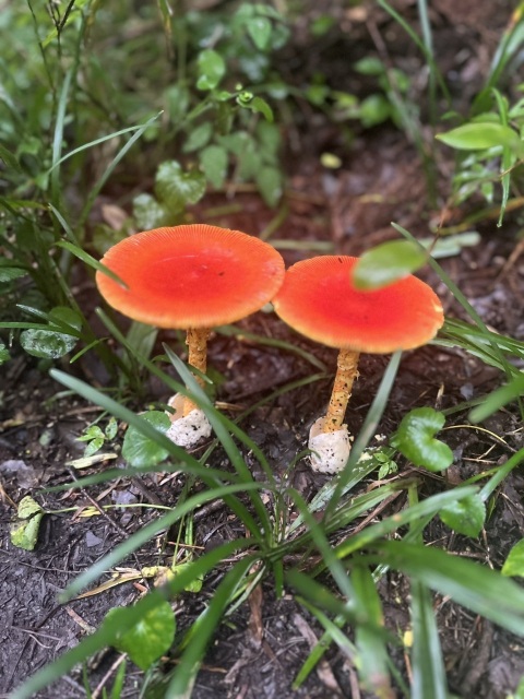 写メ