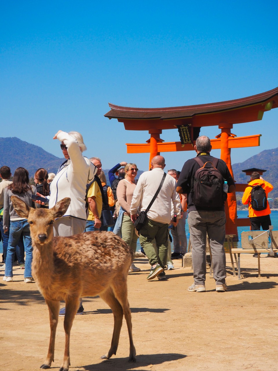 アップロード画像