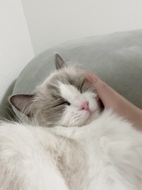 写メ