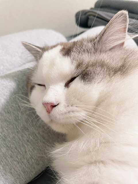 写メ