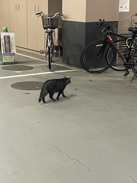 写メ