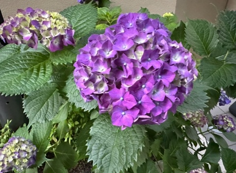 写メ
