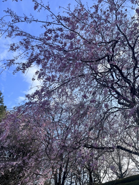 写メ