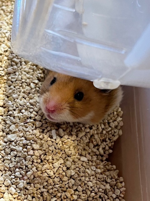 写メ