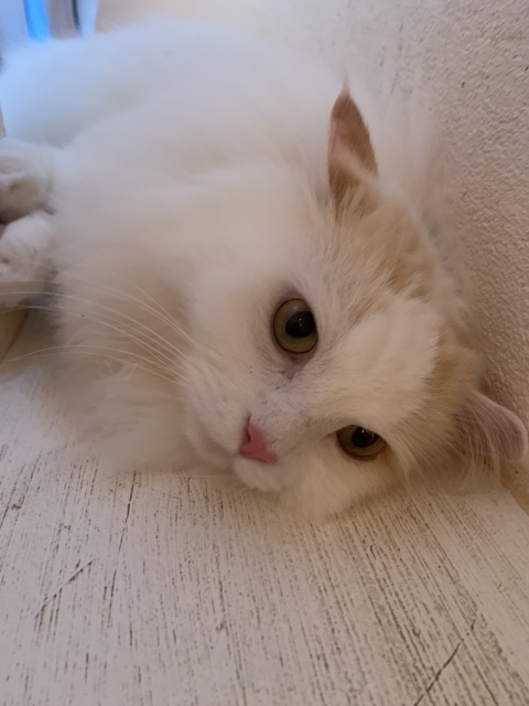写メ