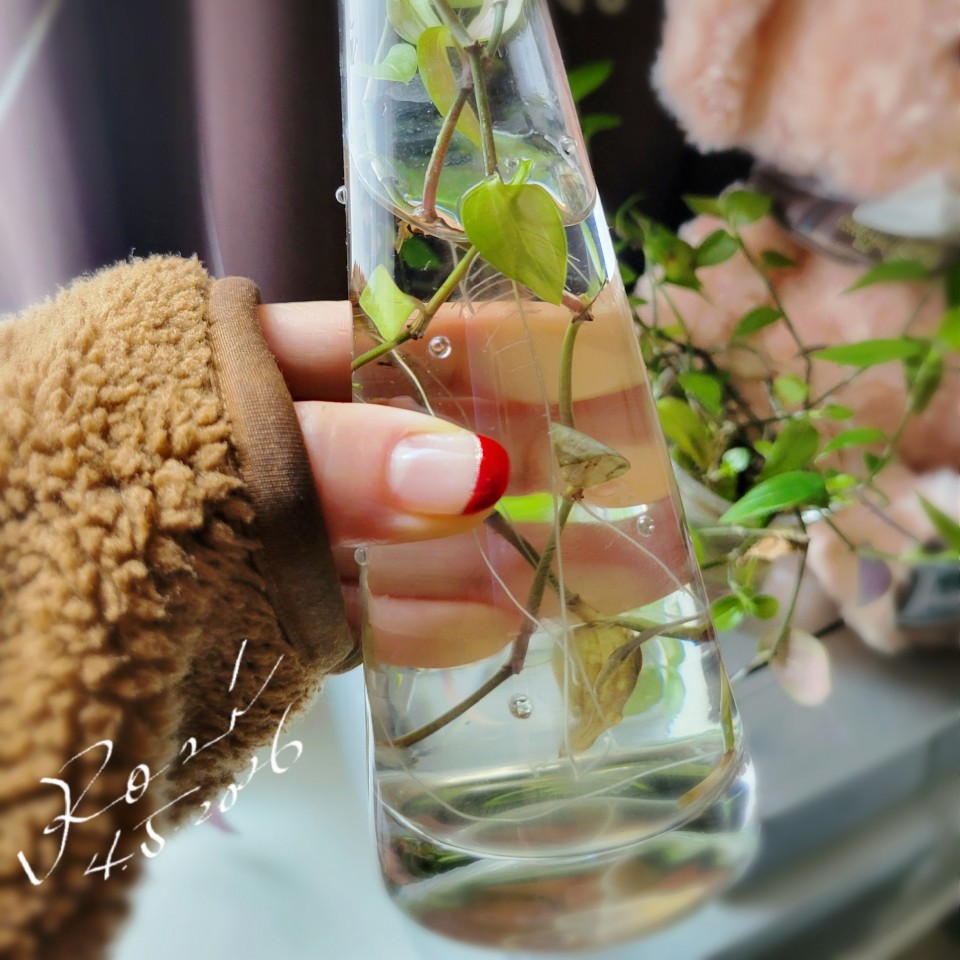 アップロード画像