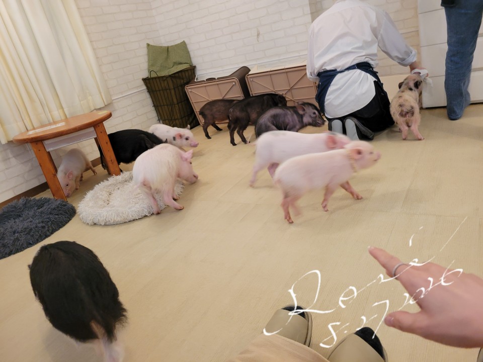 アップロード画像