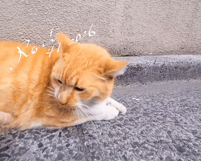 アップロード画像