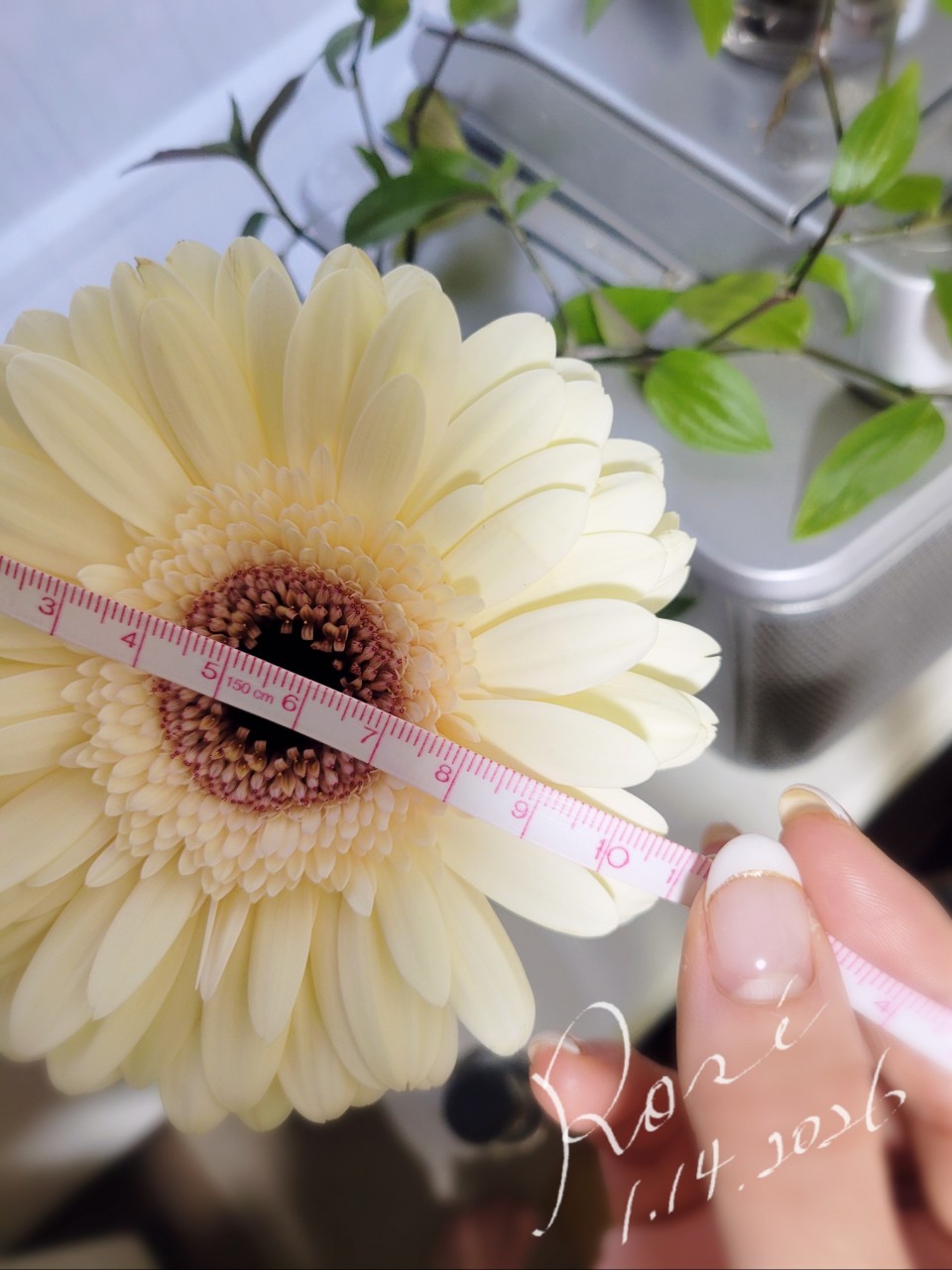 アップロード画像