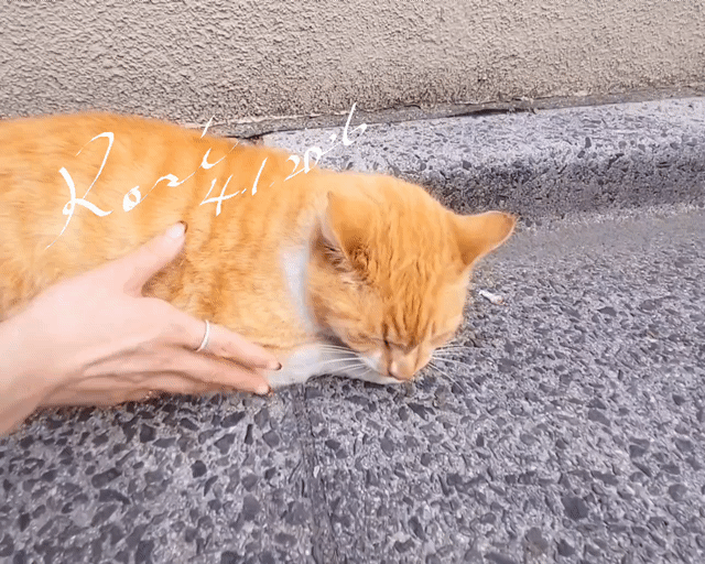 アップロード画像