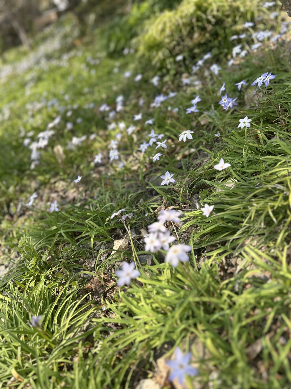 アップロード画像