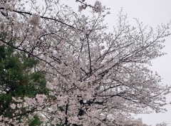 写メ