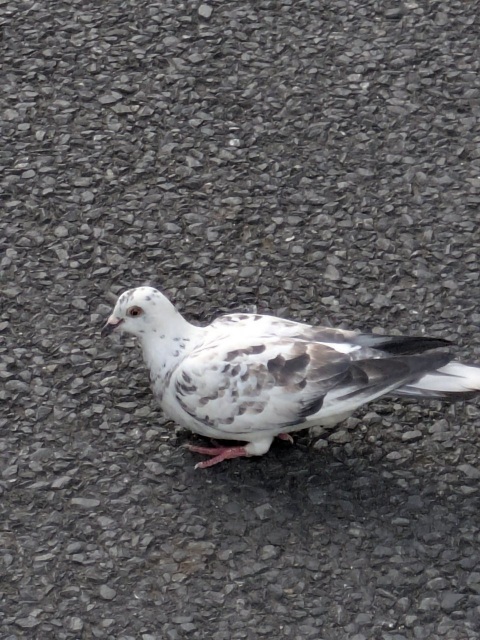 写メ
