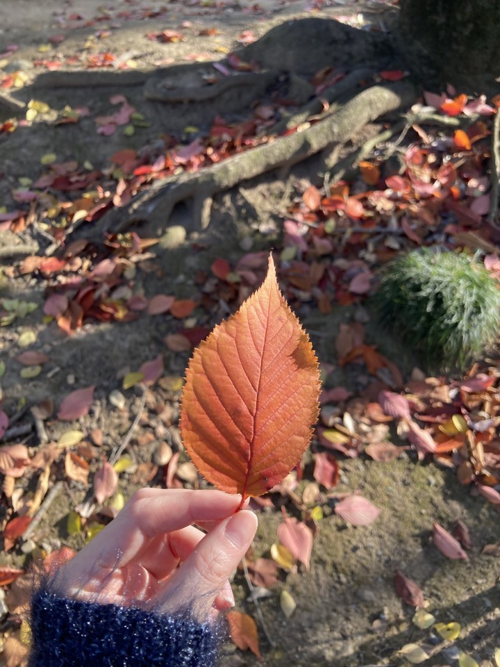 アップロード画像