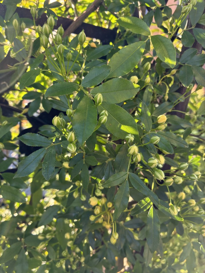 アップロード画像