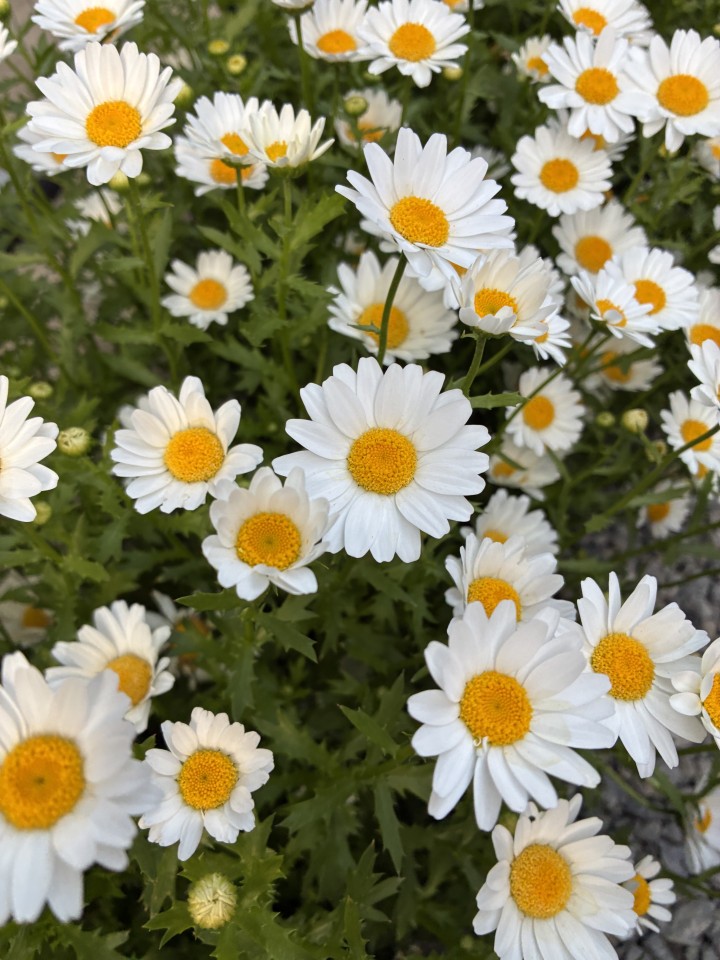 アップロード画像