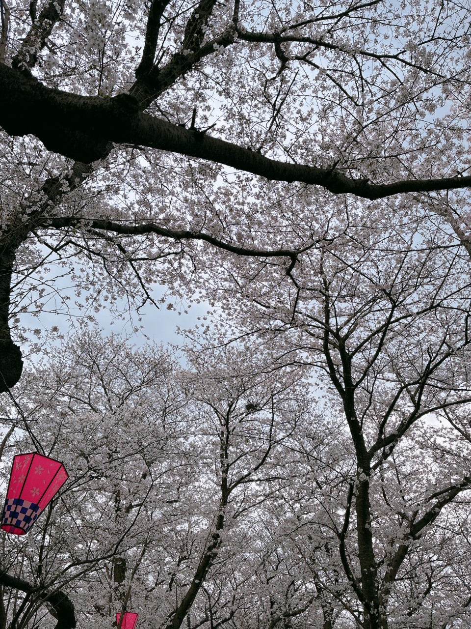 アップロード画像