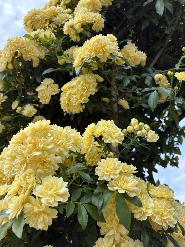 アップロード画像