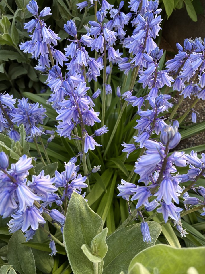 アップロード画像