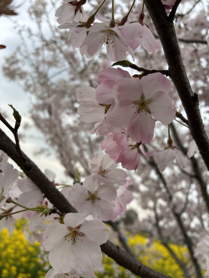 アップロード画像