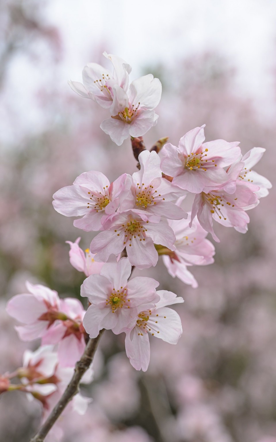 アップロード画像