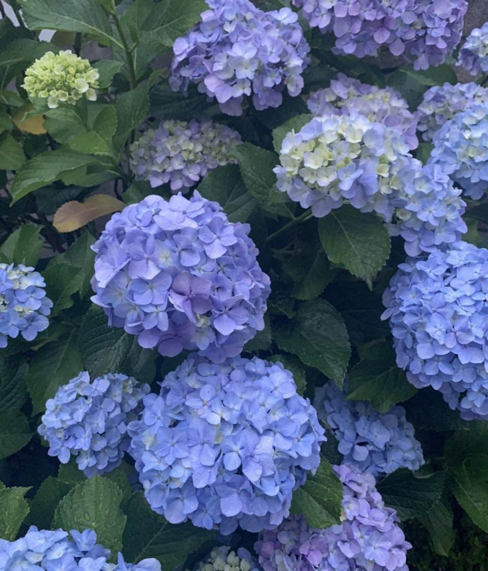 写メ