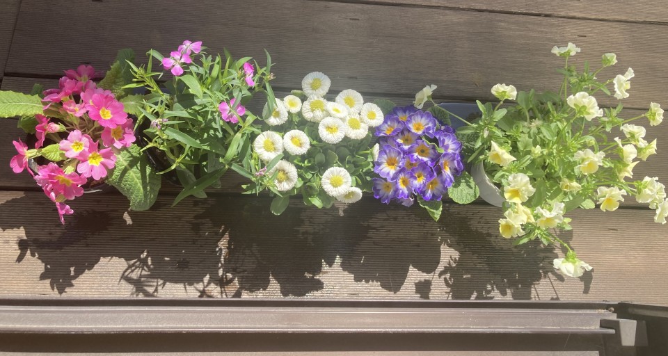 アップロード画像