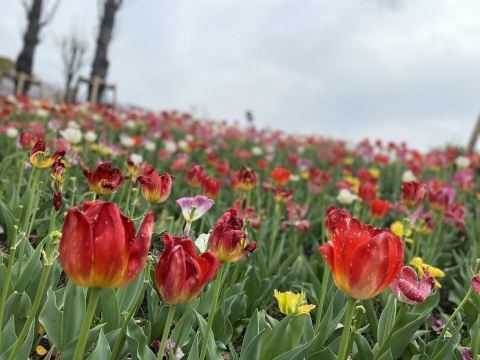 写メ