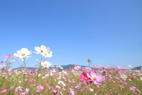 写メ