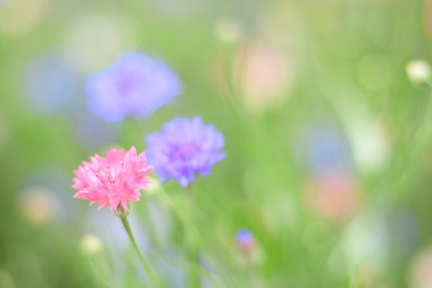 写メ
