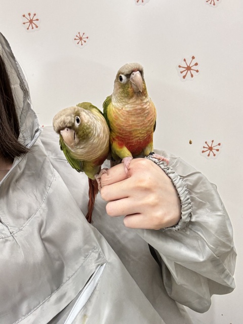 写メ