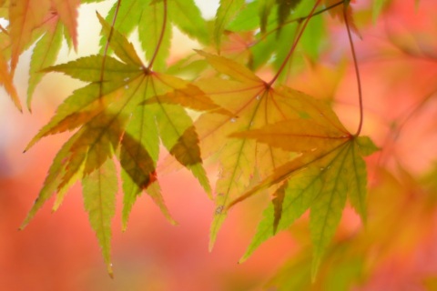 写メ